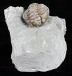 Wide, Enrolled Flexicalymene Trilobite - Ohio #61034-1